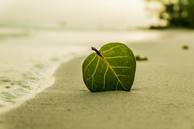 Strand Blatt Gesundheit